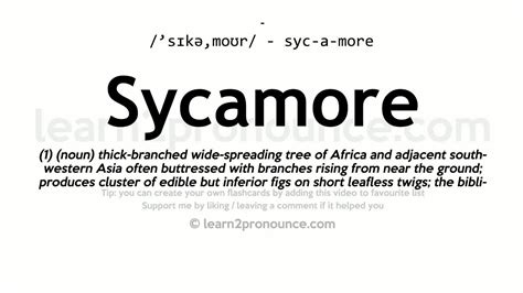 sycamore pronunciation|what does sycamores mean.